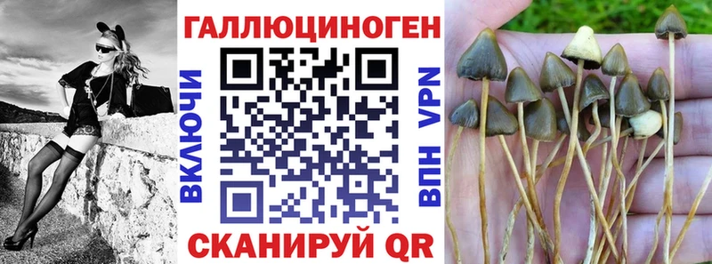 Купить закладки  Новоржев  Псилоцибиновые грибы прущие грибы 